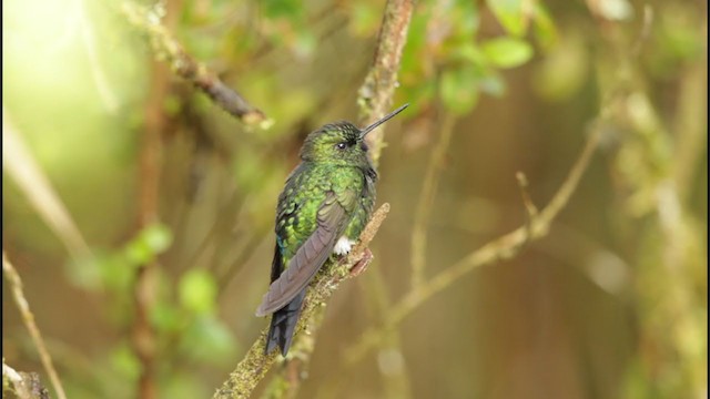 Glowing Puffleg - ML196035291