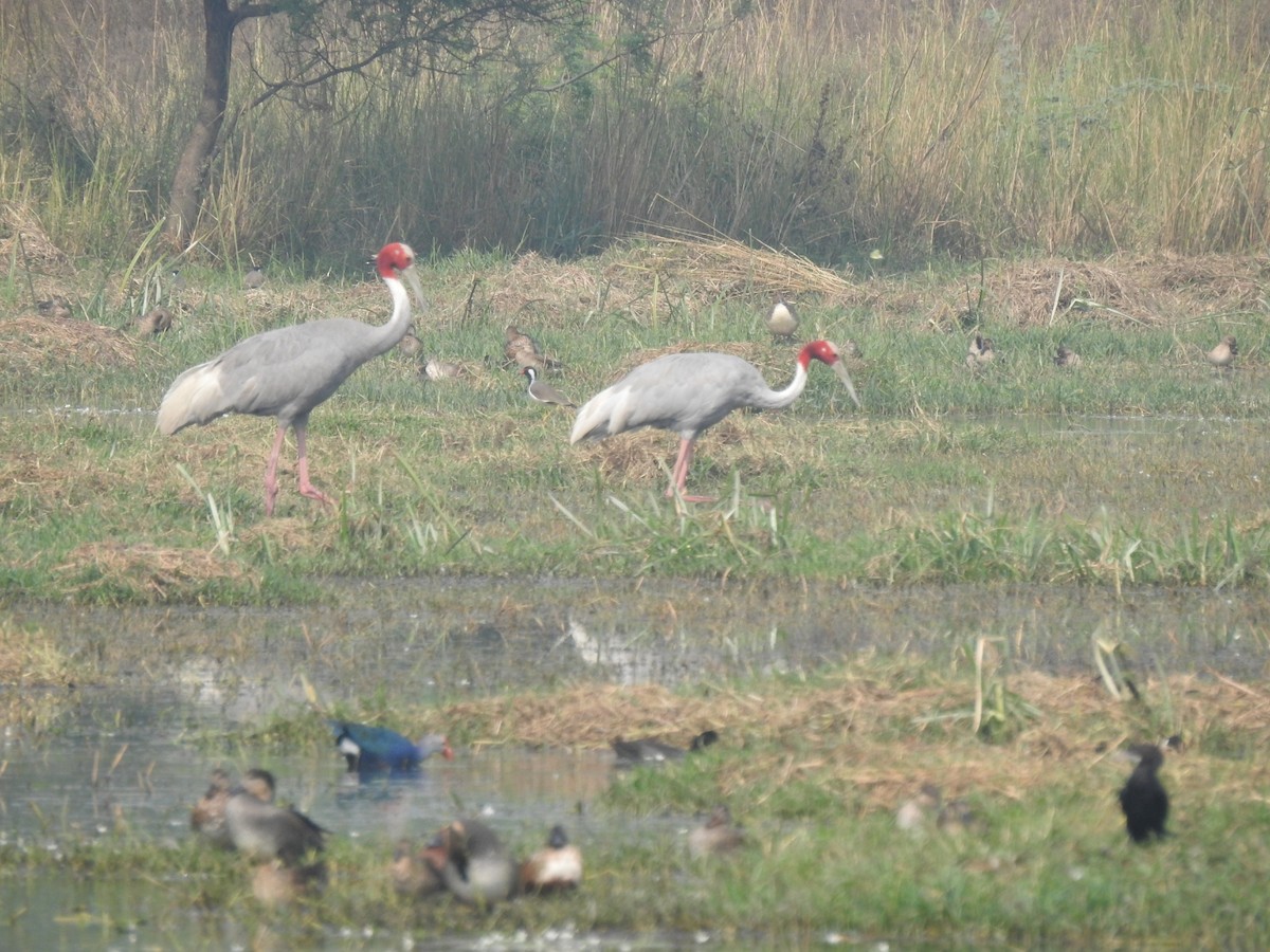 Sarus Crane - Ivar West