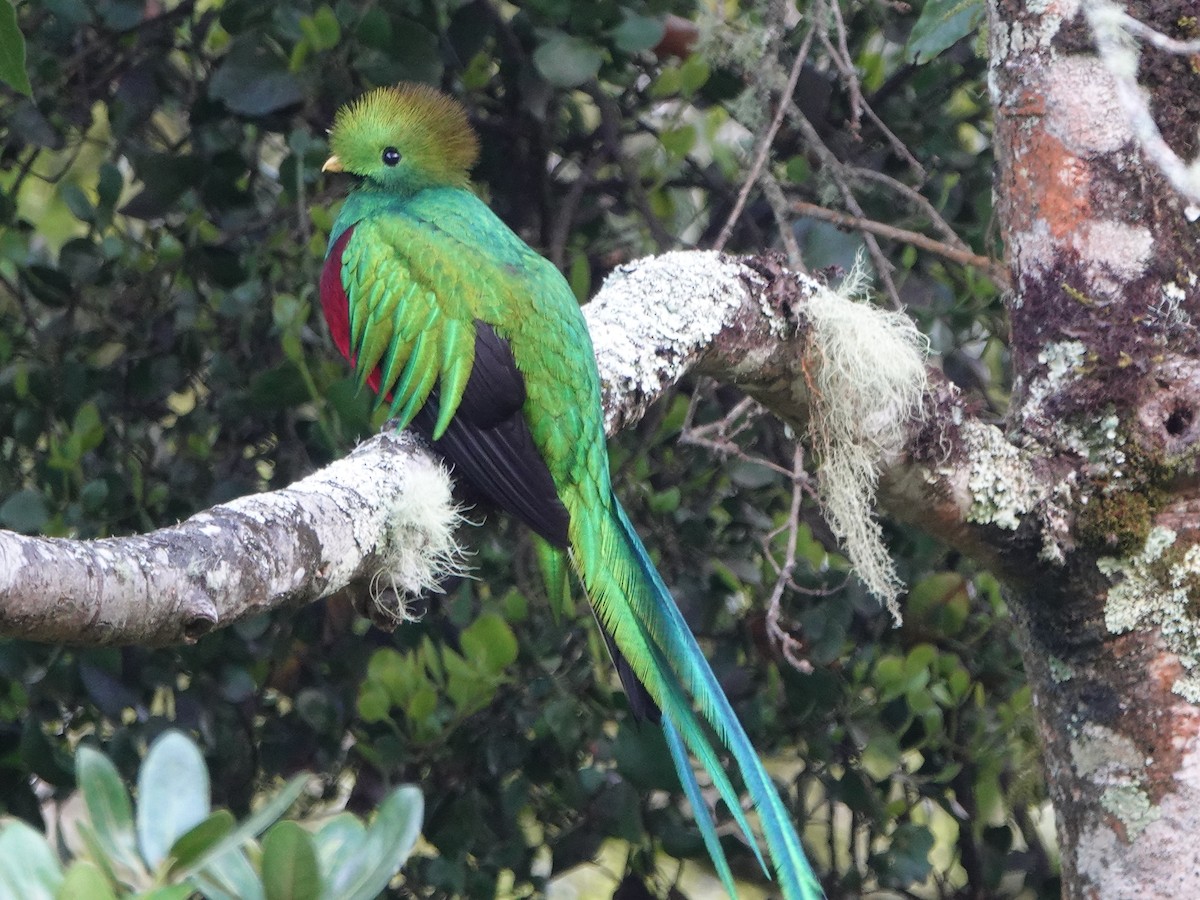 Quetzal resplendissant - ML196037701