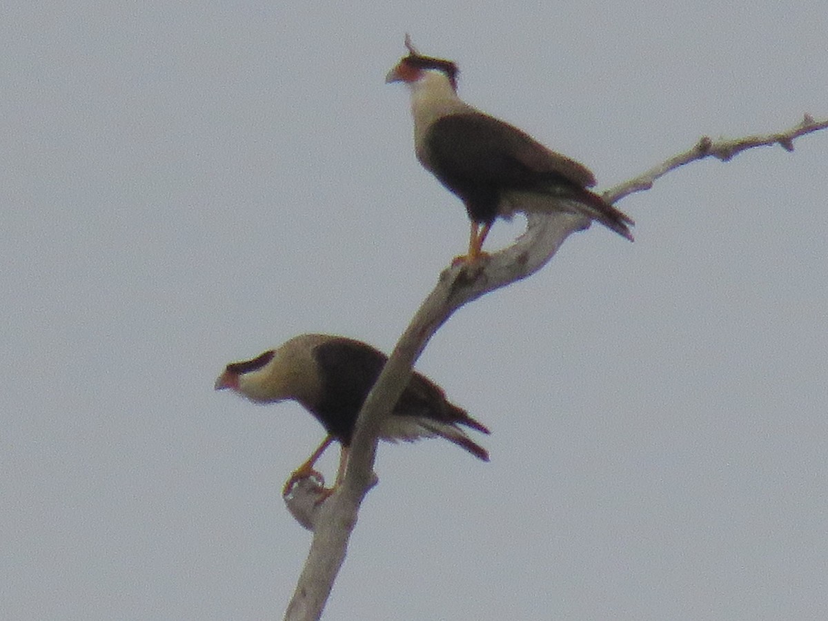 Crested Caracara (Northern) - ML196042841