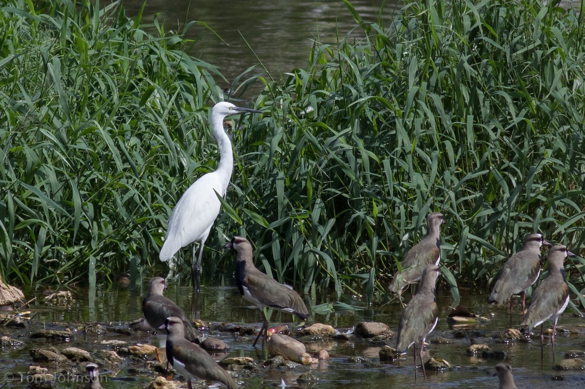 Little Egret - ML196045541