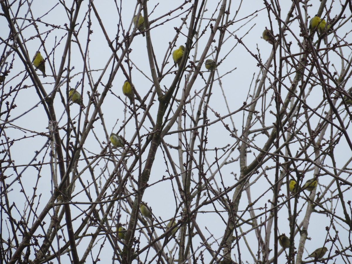 Lesser Goldfinch - ML196045871