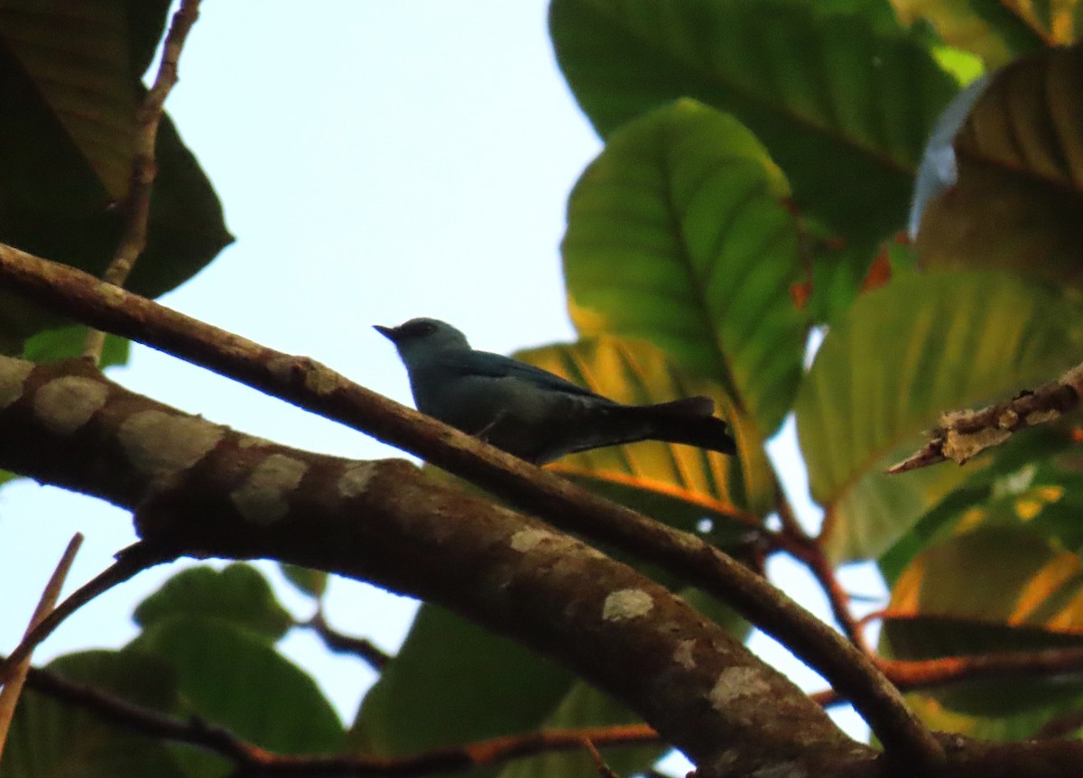 Verditer Flycatcher - shyamkumar puravankara