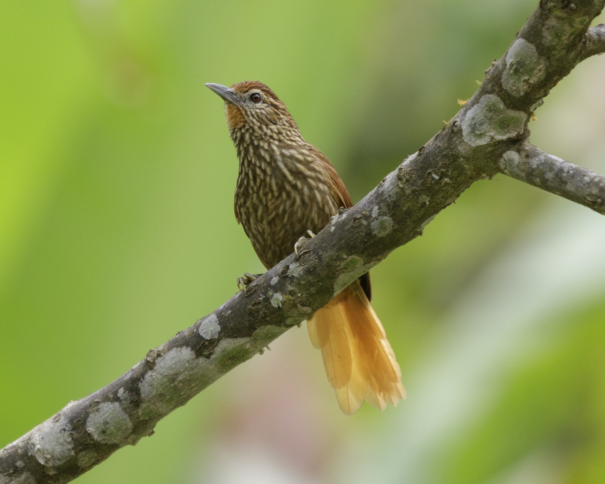 Striated Softtail - Silvia Faustino Linhares