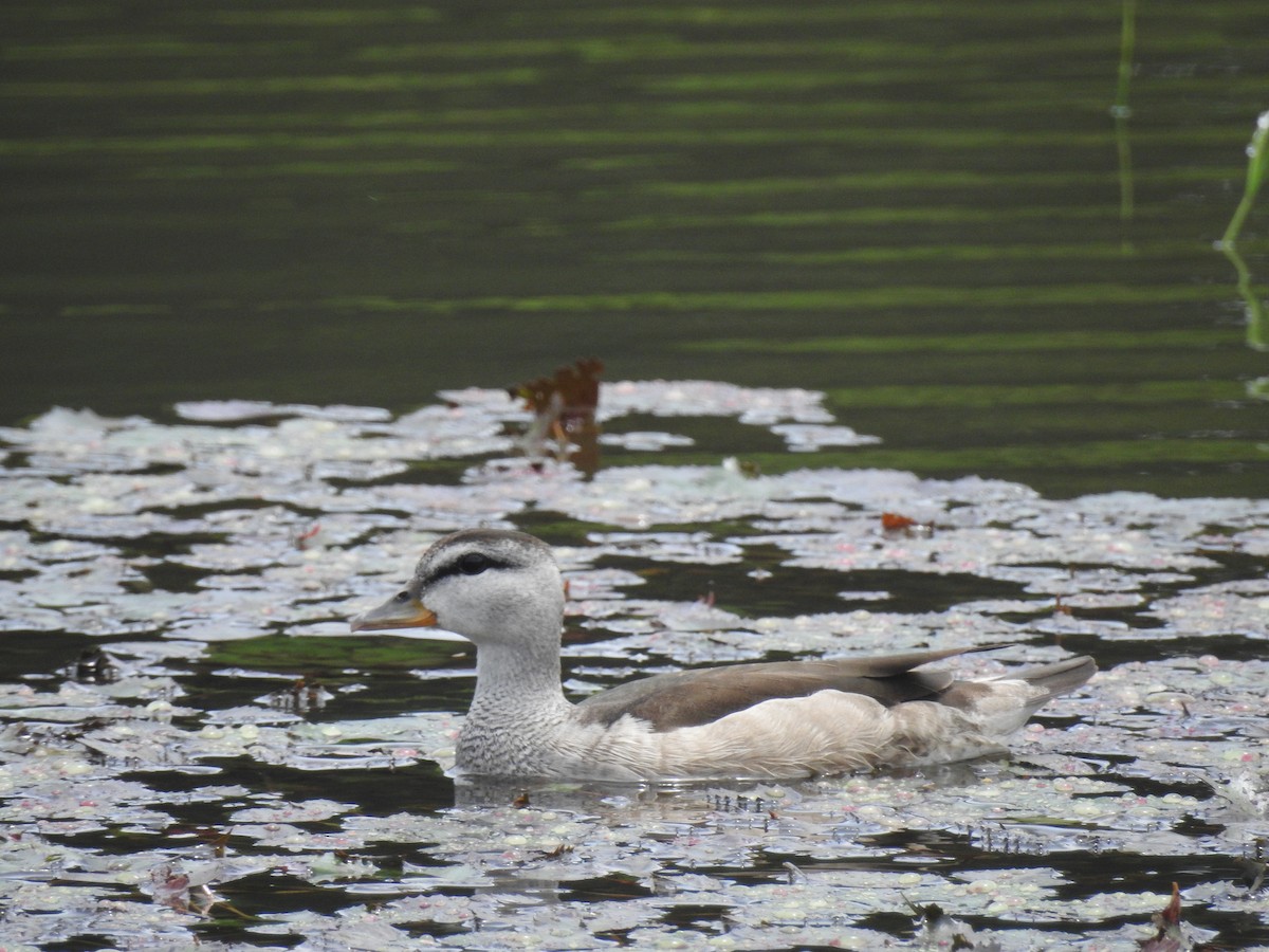 Cotton Pygmy-Goose - ML196047561
