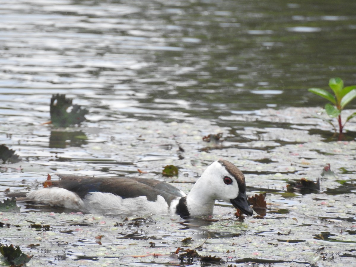 Cotton Pygmy-Goose - ML196047601
