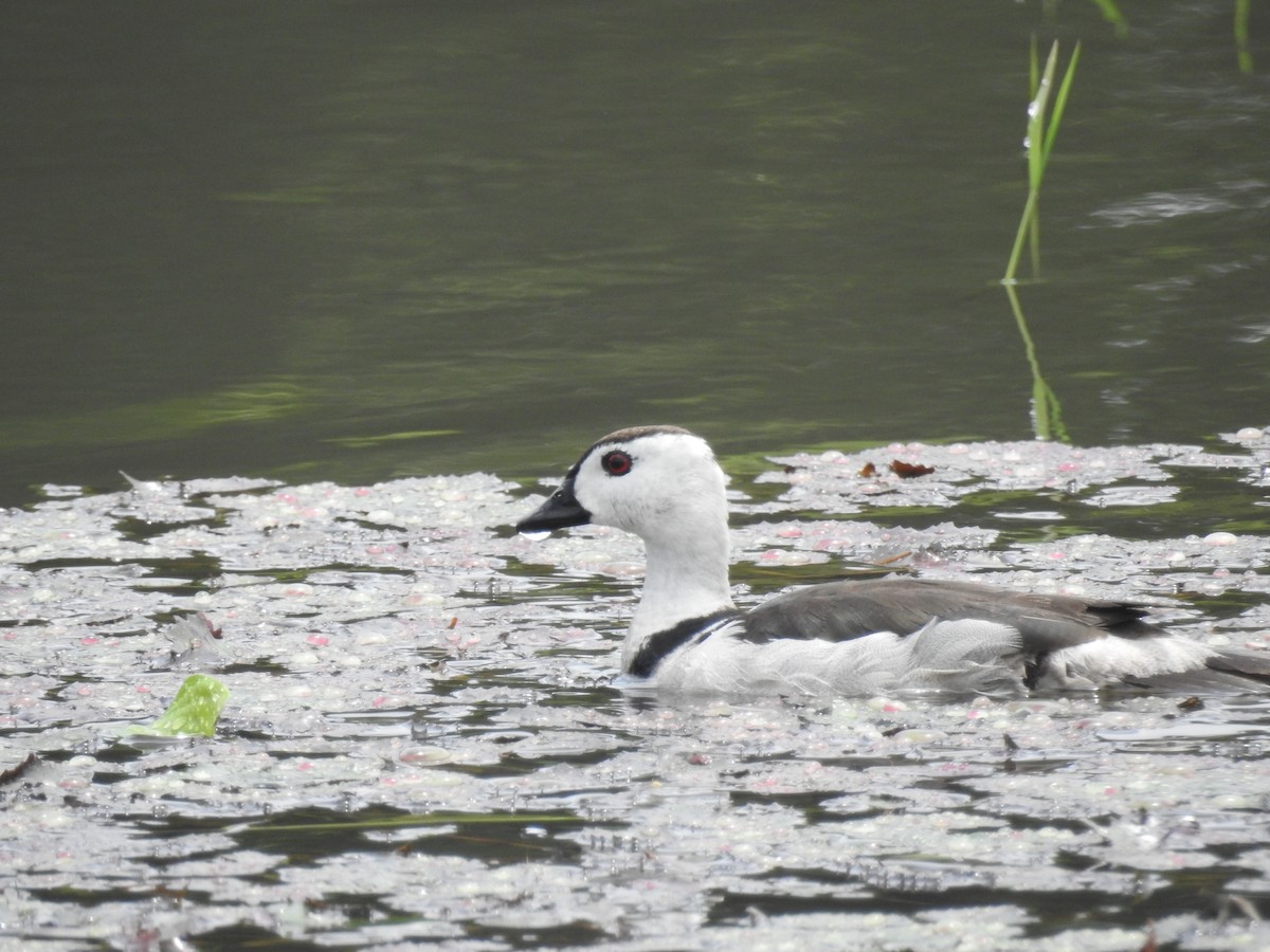 Cotton Pygmy-Goose - ML196047611