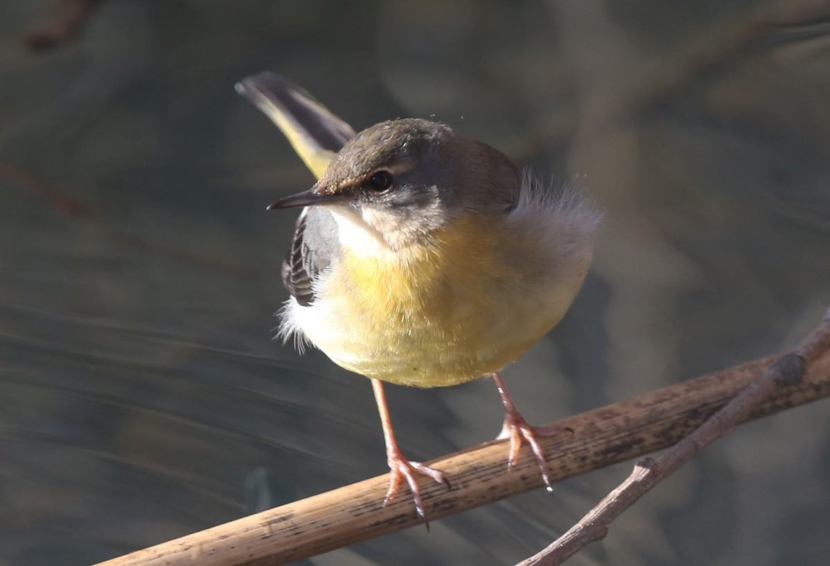 Gray Wagtail - ML196048731