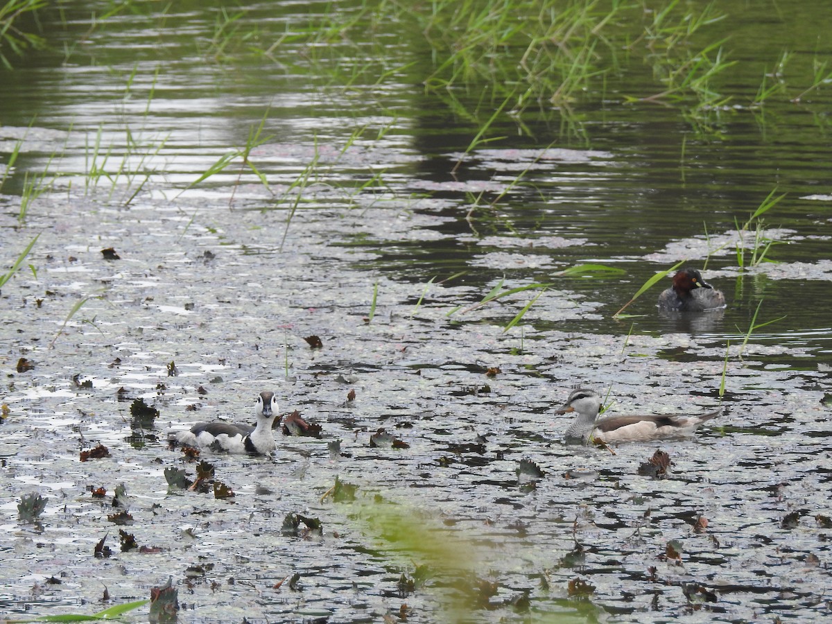 Cotton Pygmy-Goose - ML196049461