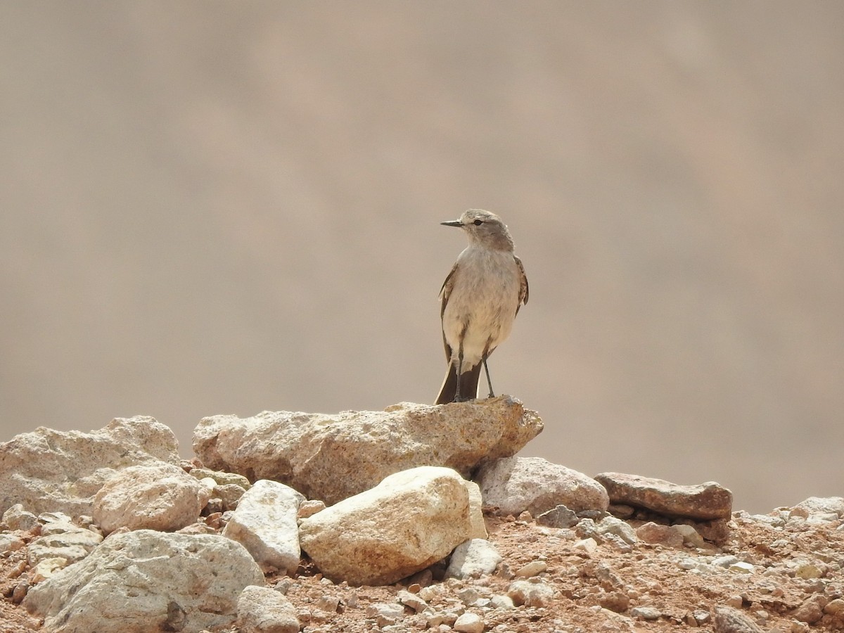 Ochre-naped Ground-Tyrant - ML196052341