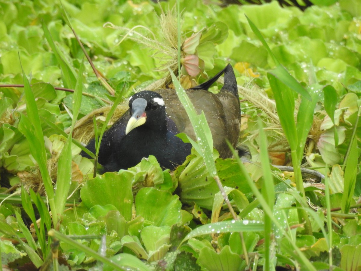 Bronze-winged Jacana - ML196052601