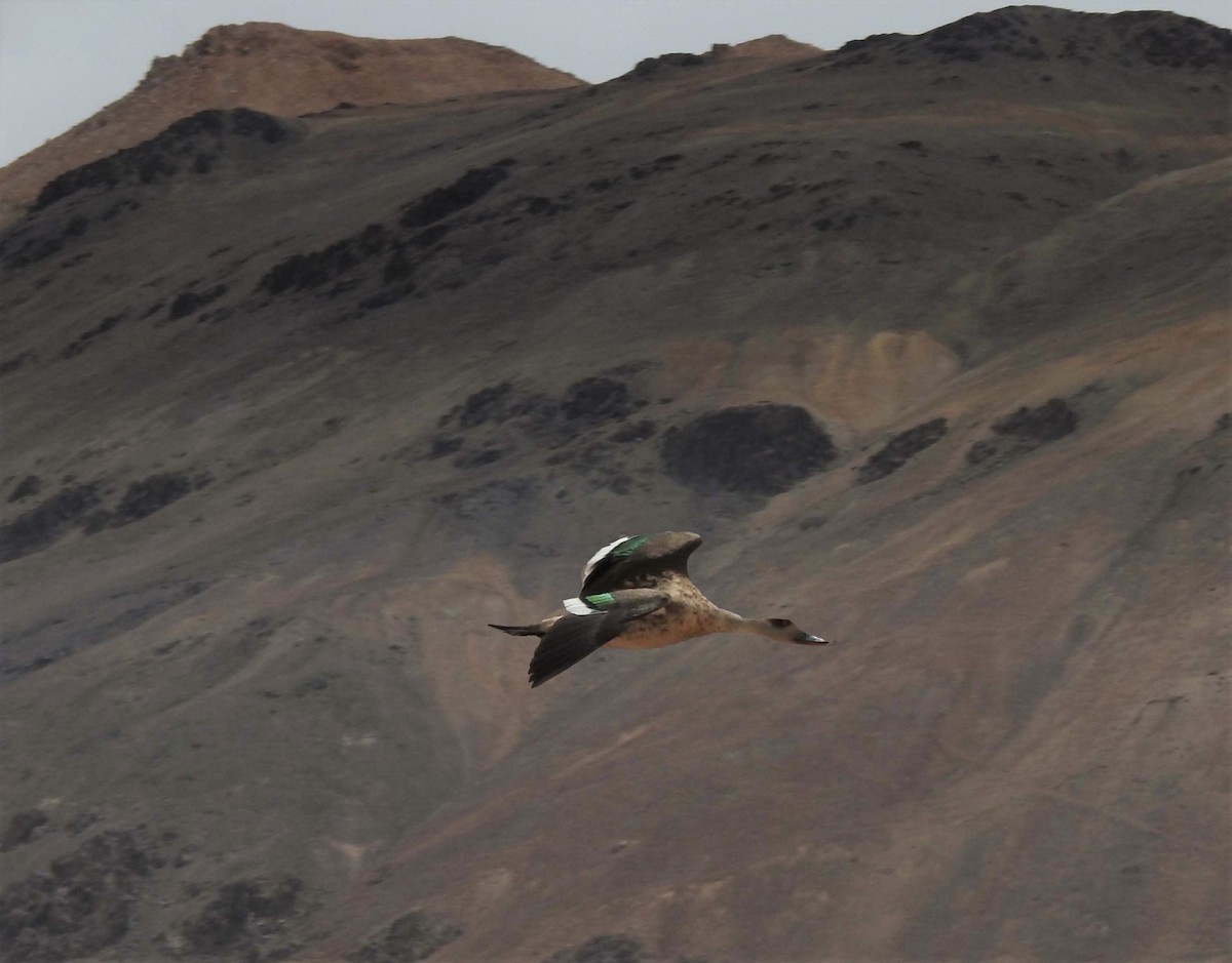 Crested Duck - ML196052741