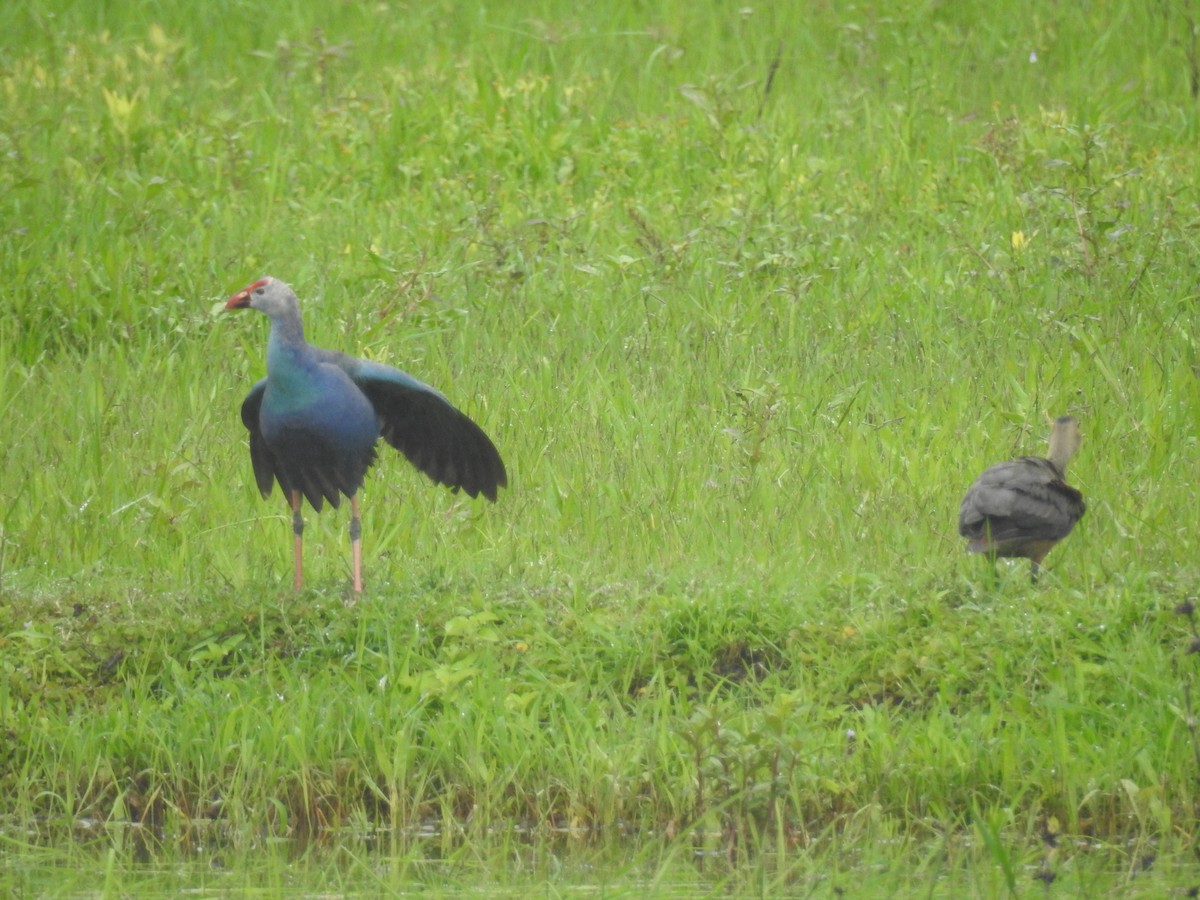 Gray-headed Swamphen - ML196053211