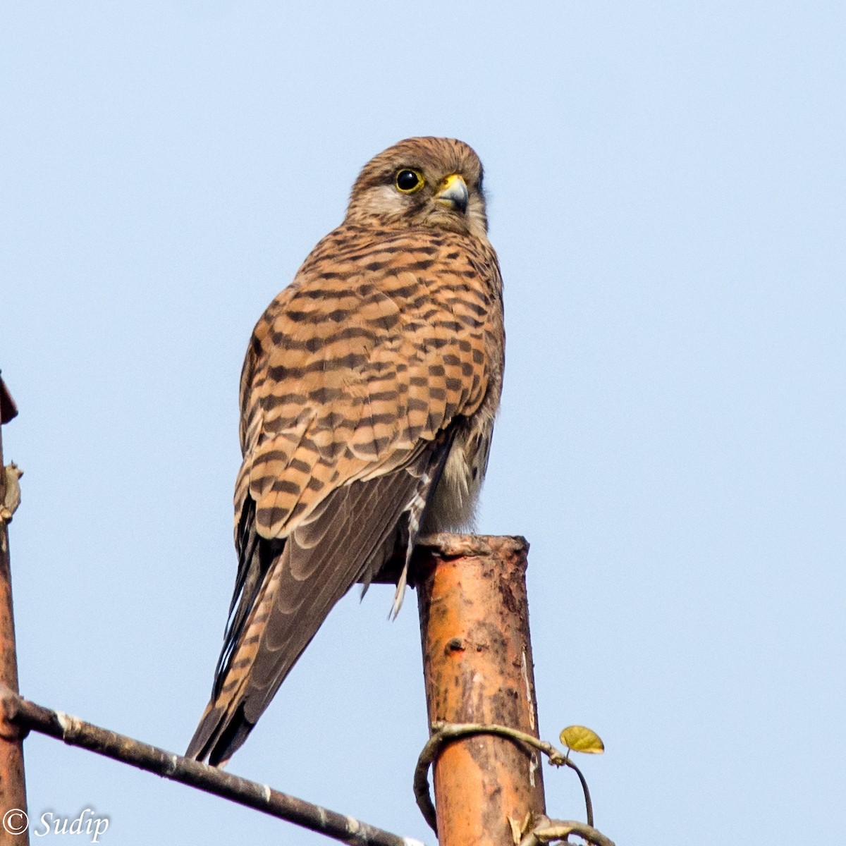 Eurasian Kestrel - ML196054471