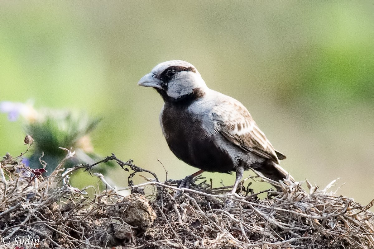 Ashy-crowned Sparrow-Lark - ML196054521