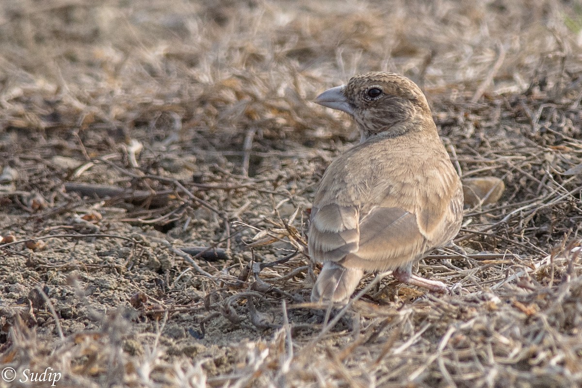 Ashy-crowned Sparrow-Lark - ML196054551
