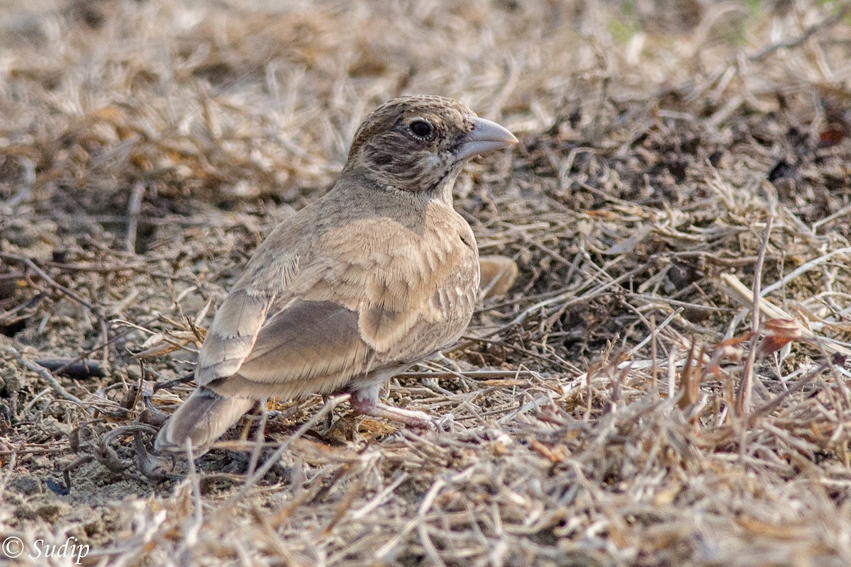 Ashy-crowned Sparrow-Lark - ML196054561