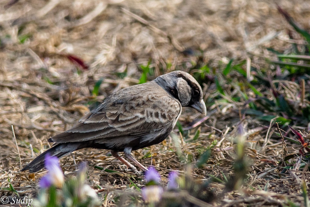 Ashy-crowned Sparrow-Lark - ML196054571
