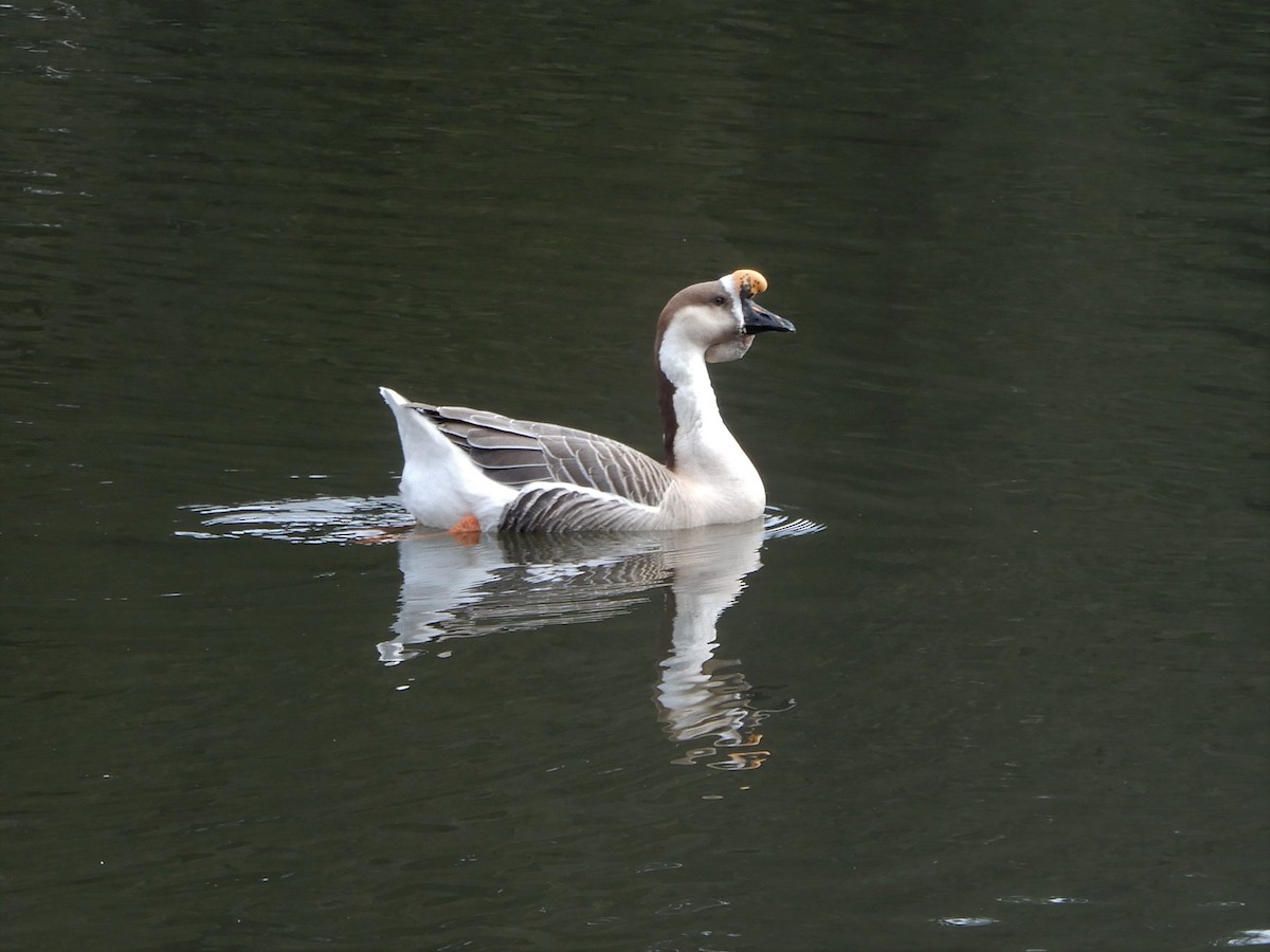 goose sp. - ML196055581