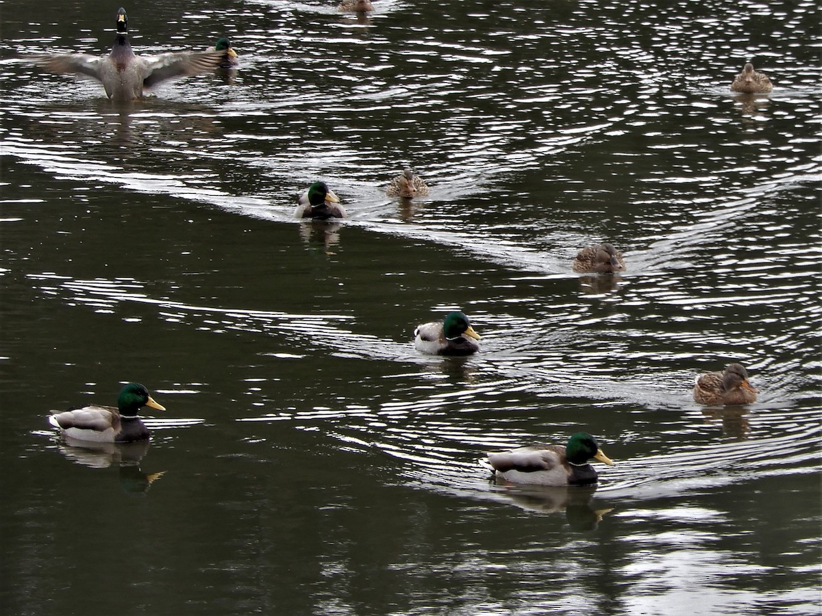 Зэрлэг нугас - ML196055691