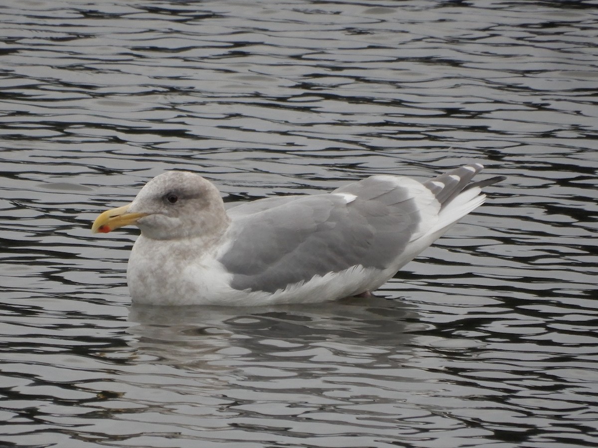 Glaucous-winged Gull - ML196055881