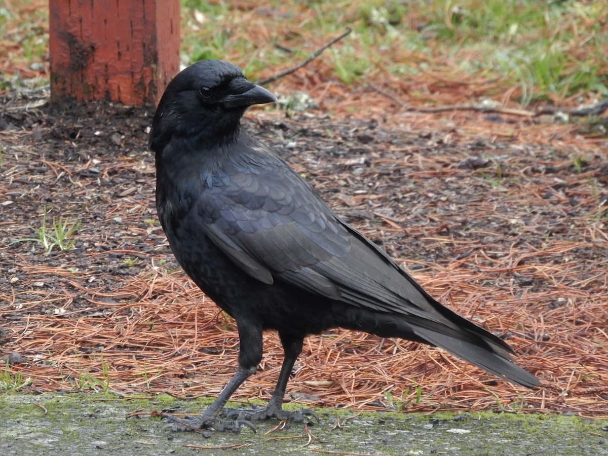 American Crow - ML196056301