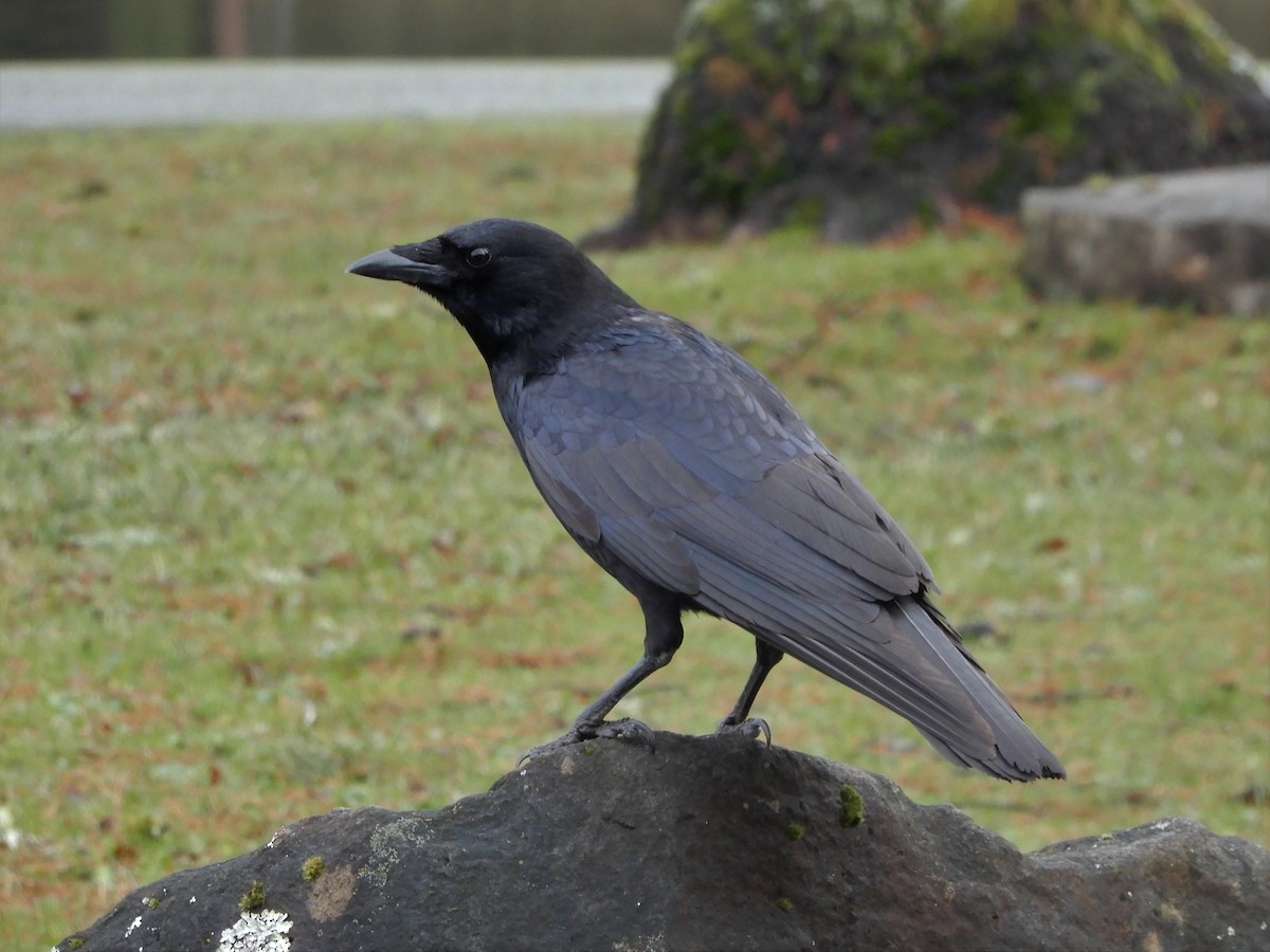 American Crow - ML196056421