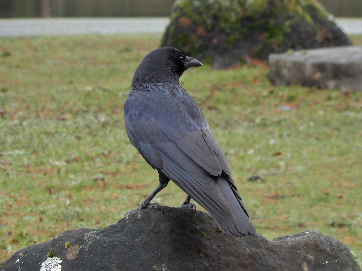 American Crow - ML196056451