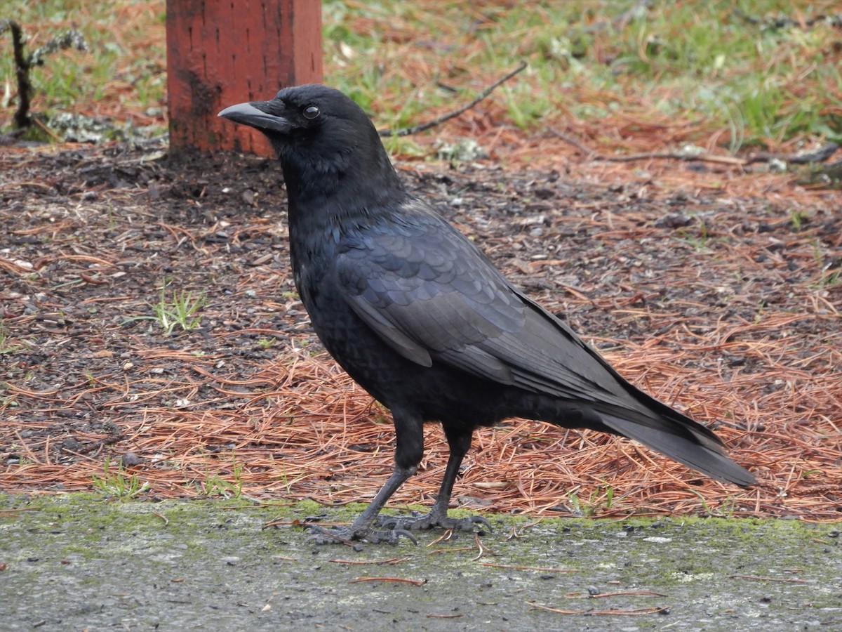 American Crow - ML196056461