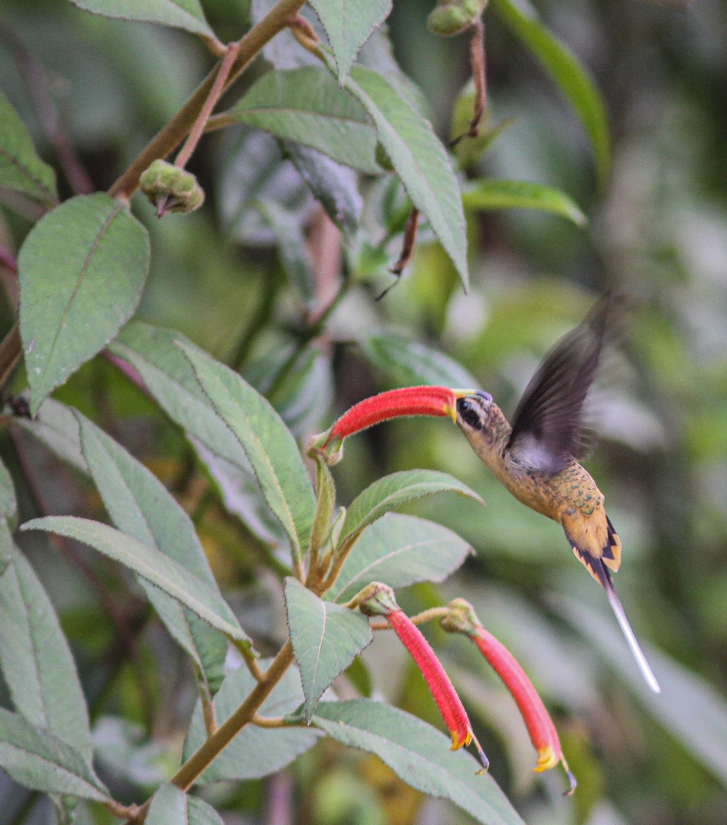 kolibřík dlouhoocasý - ML196057291