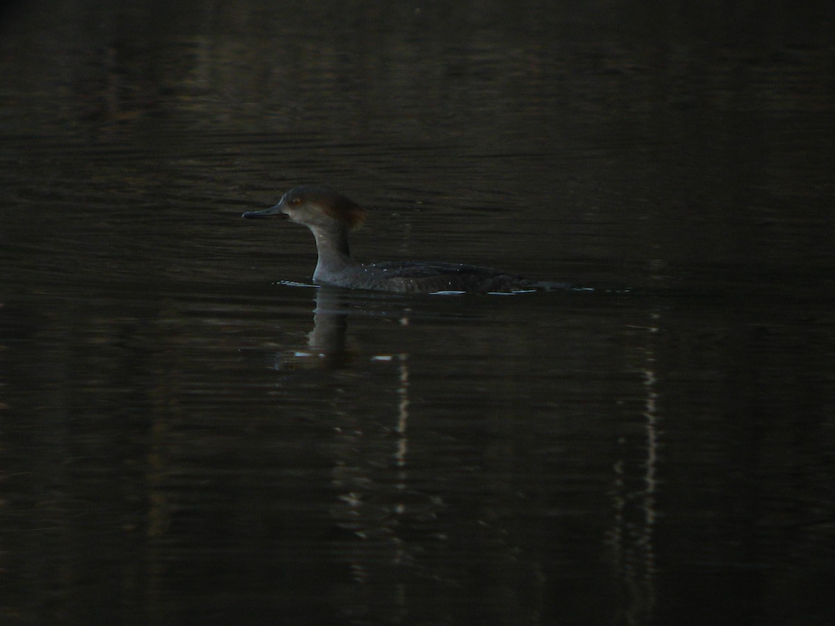 Hooded Merganser - ML196058141