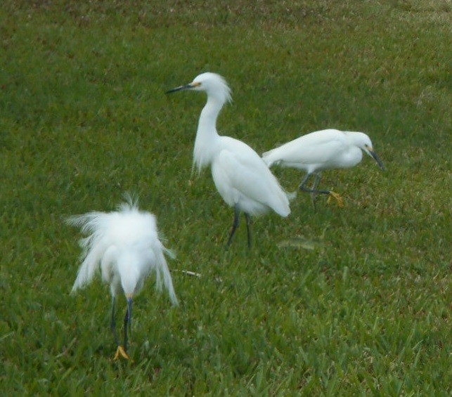 Aigrette neigeuse - ML196059391