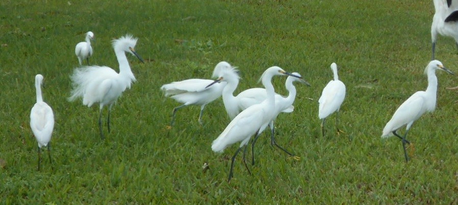 Snowy Egret - Sharon Buck