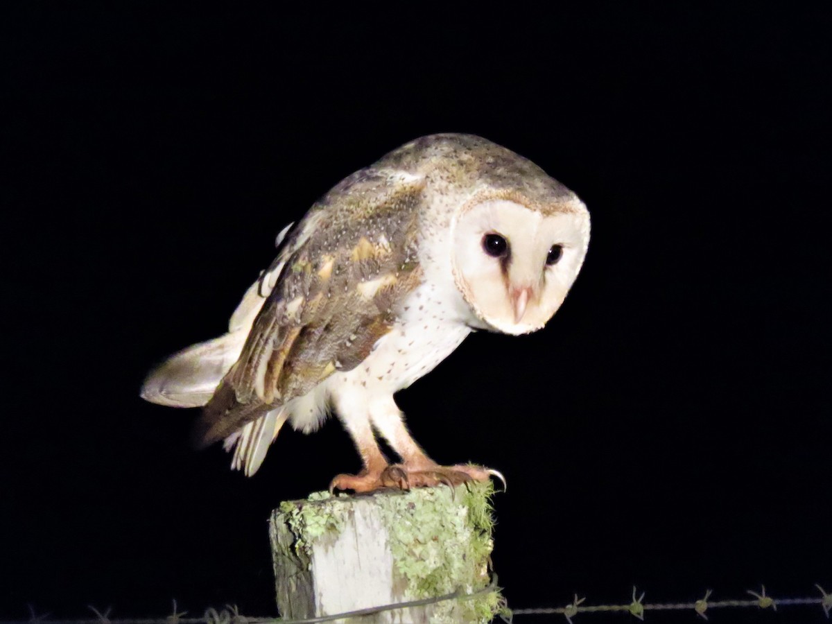 Barn Owl (Eastern) - Lynn Rafferty