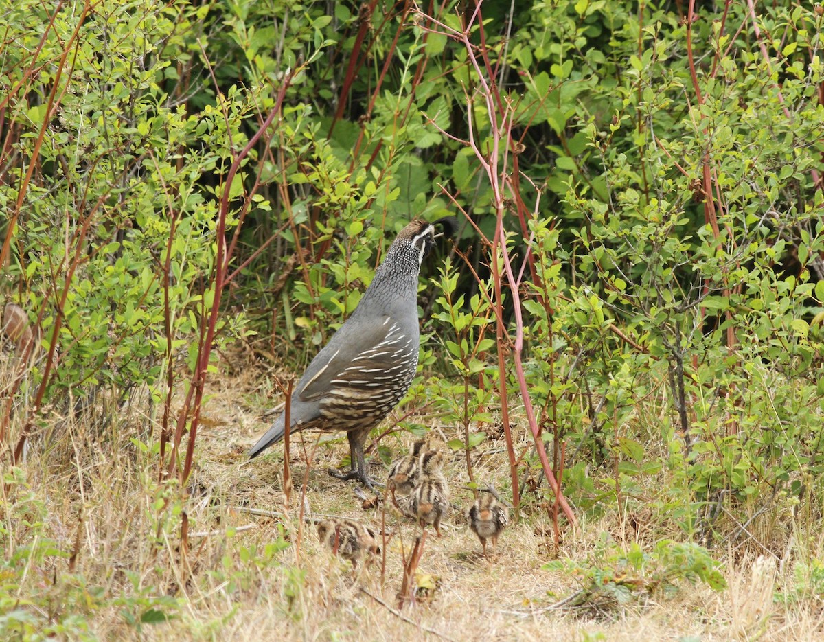 California Quail - Noah Gubner