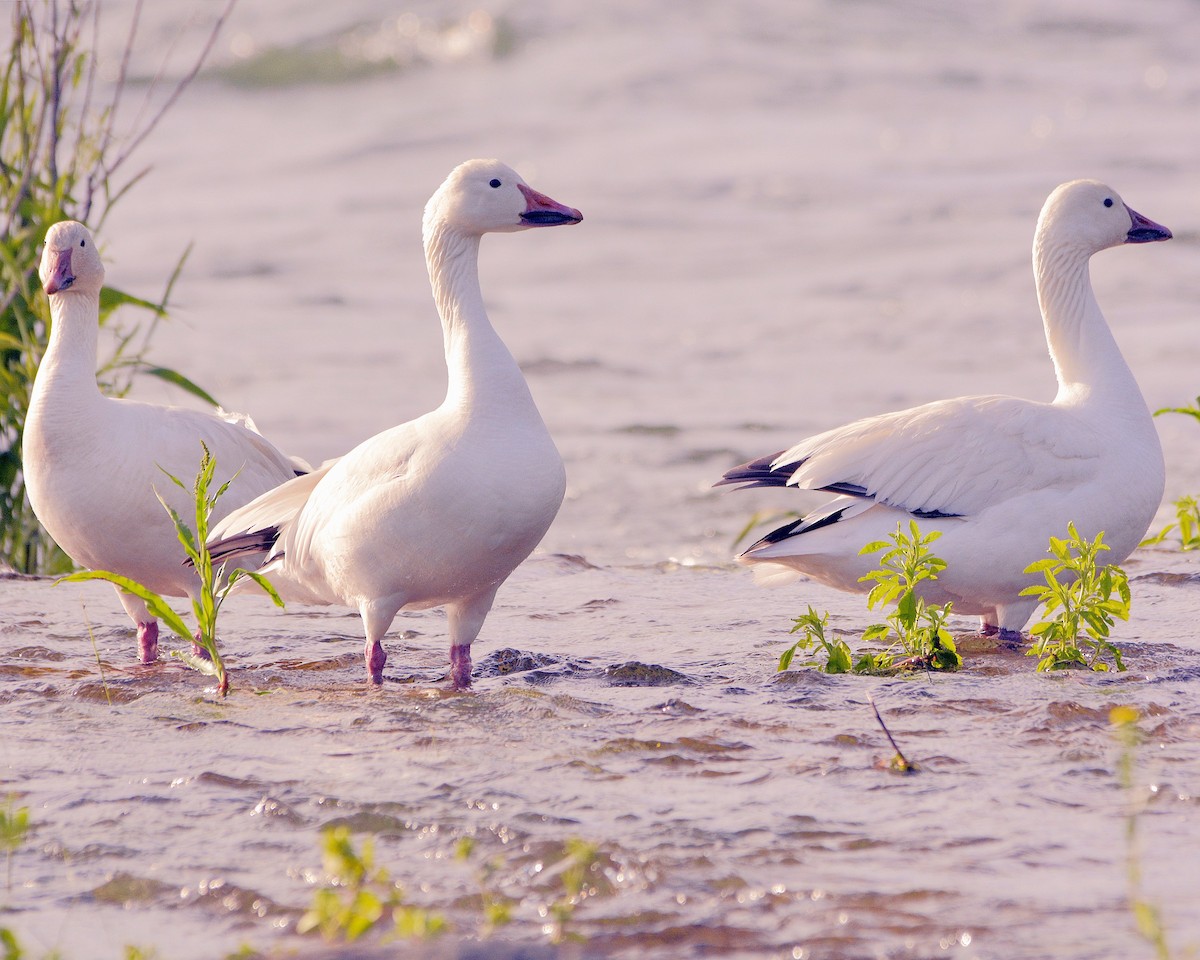 Snow Goose - Ginette Brosseau