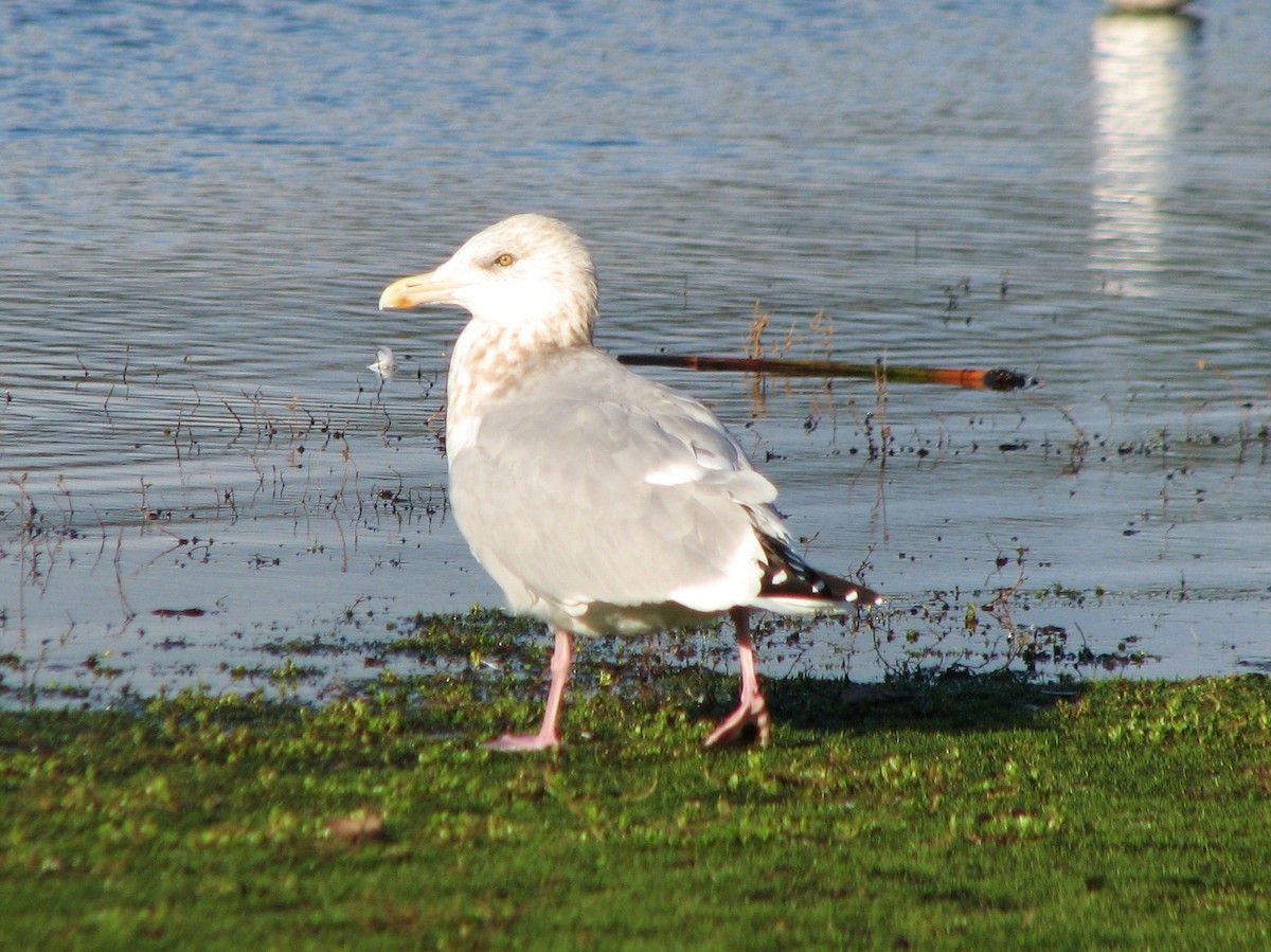 Gaviota Argéntea - ML196063941