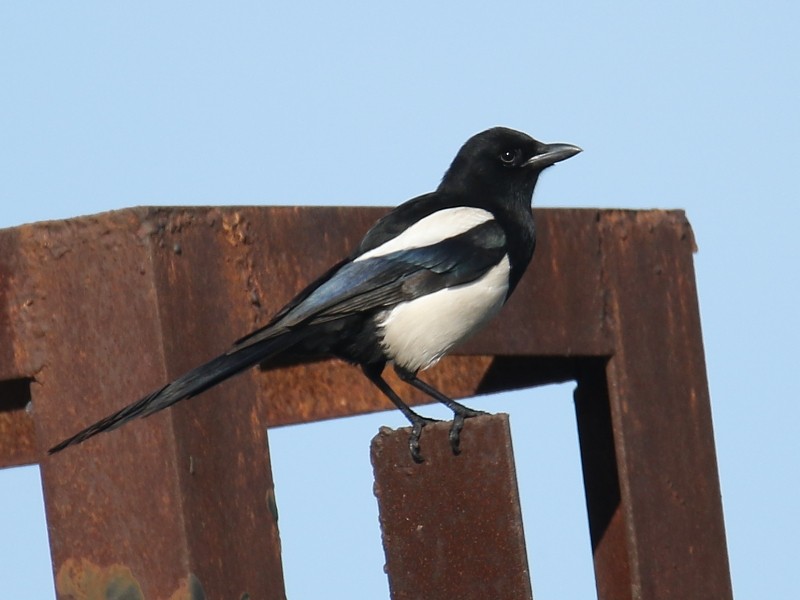 Oriental Magpie - ML196065851