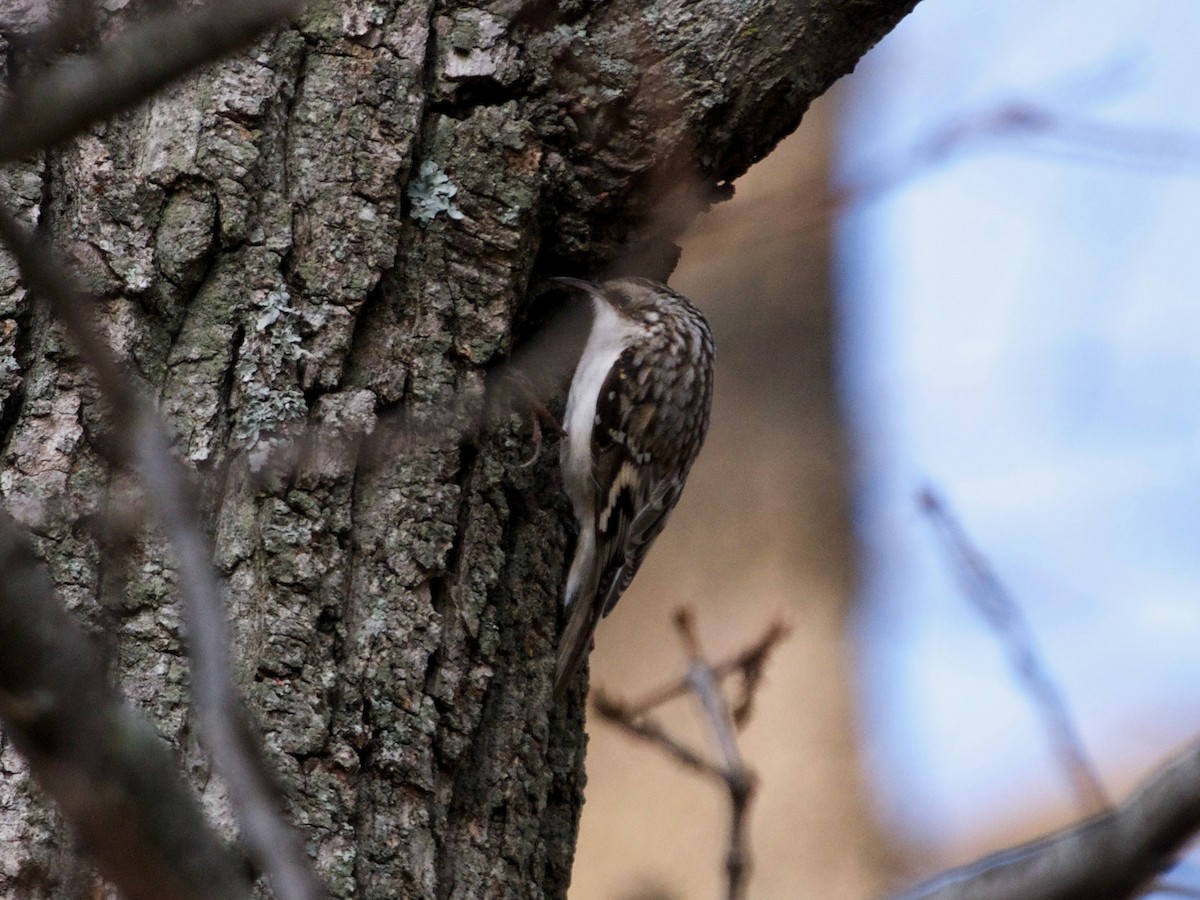 Brown Creeper - ML196066051