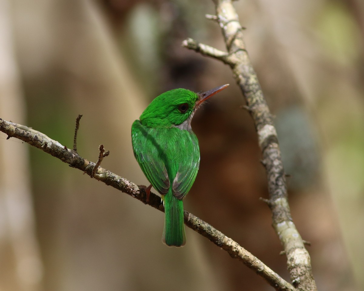 Broad-billed Tody - ML196067681