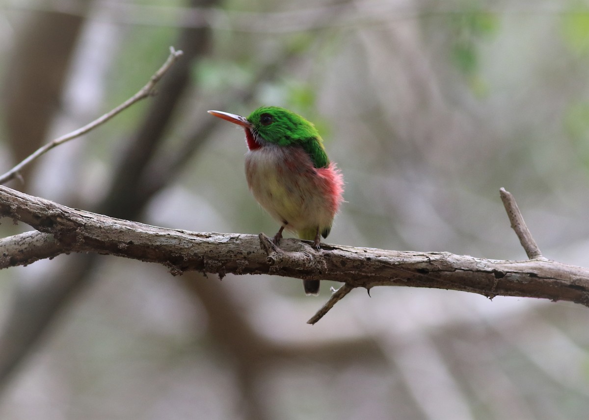 Broad-billed Tody - ML196067691