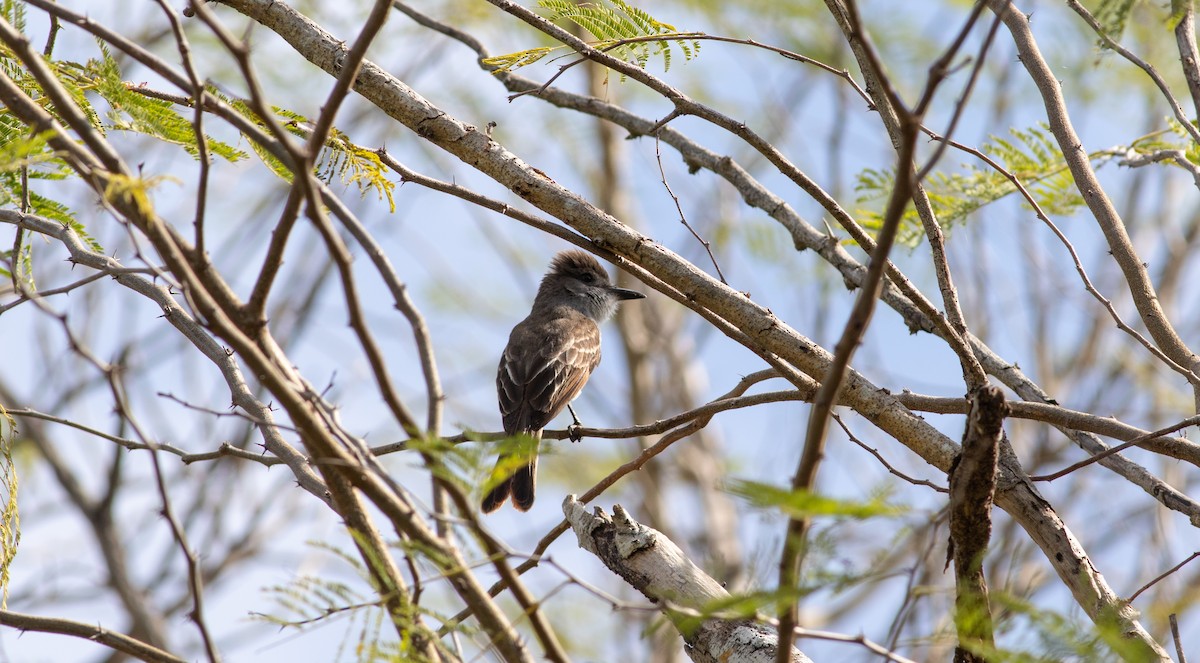 Stolid Flycatcher - ML196067771