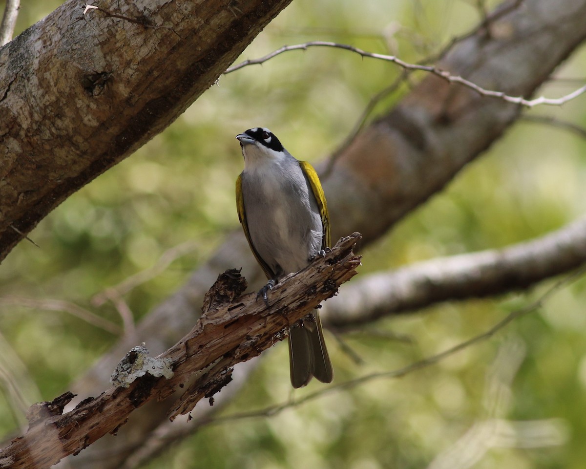 Black-crowned Palm-Tanager - ML196067781