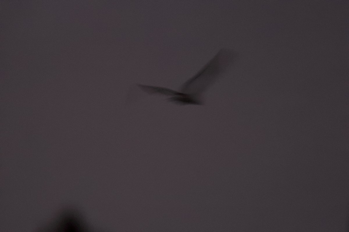 American Barn Owl - ML196068031