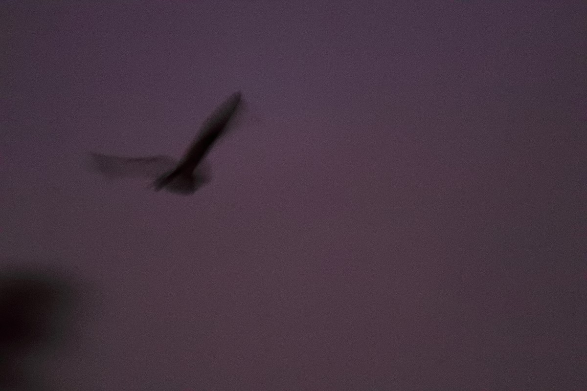 American Barn Owl - ML196068061