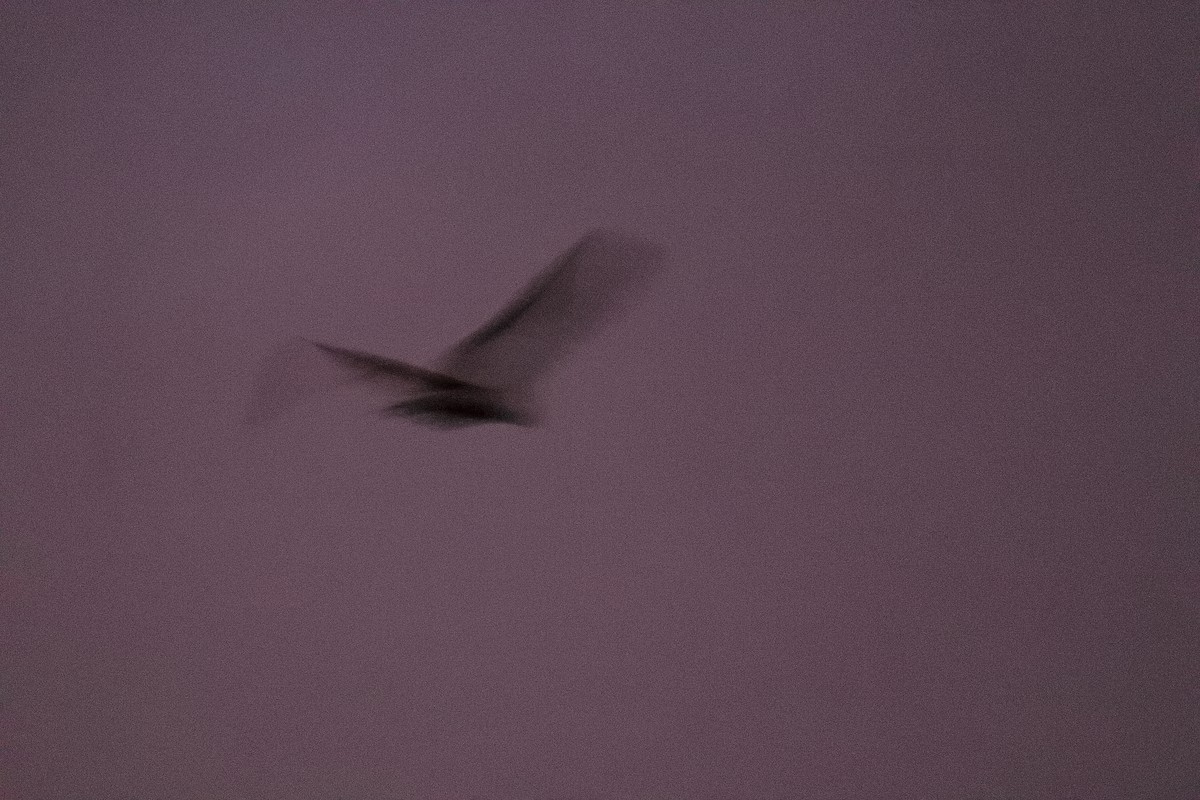 American Barn Owl - ML196068071