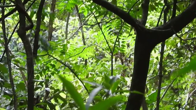 Northern Barred-Woodcreeper - ML196069901