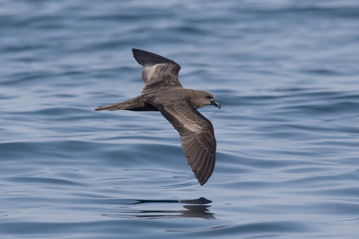 Jouanin's Petrel - ML196070081