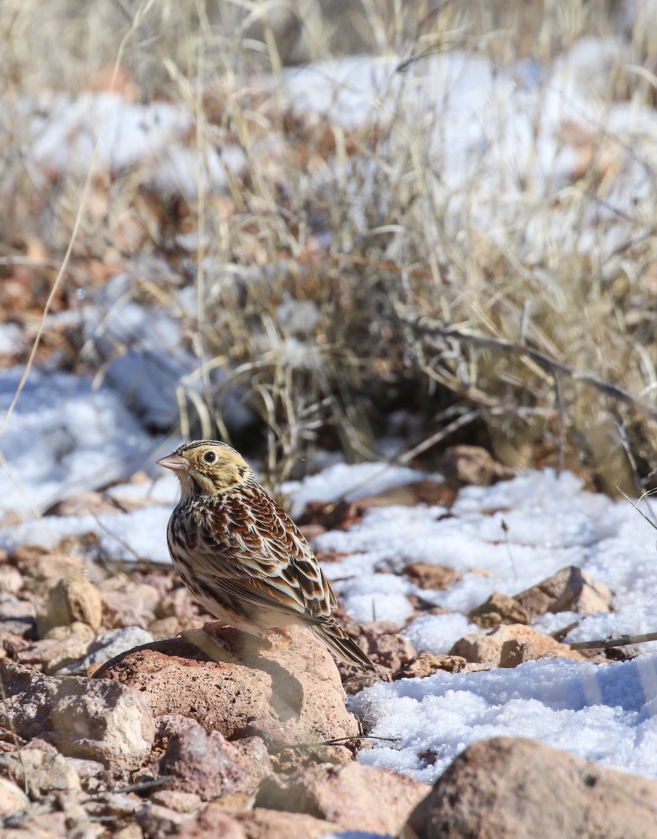 Baird's Sparrow - ML196070301