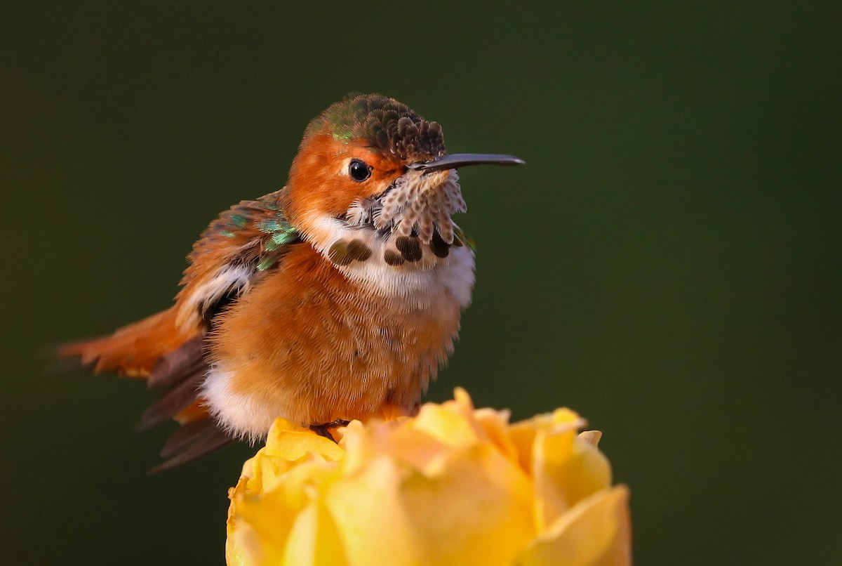 Allen's Hummingbird - Kathleen Waldron